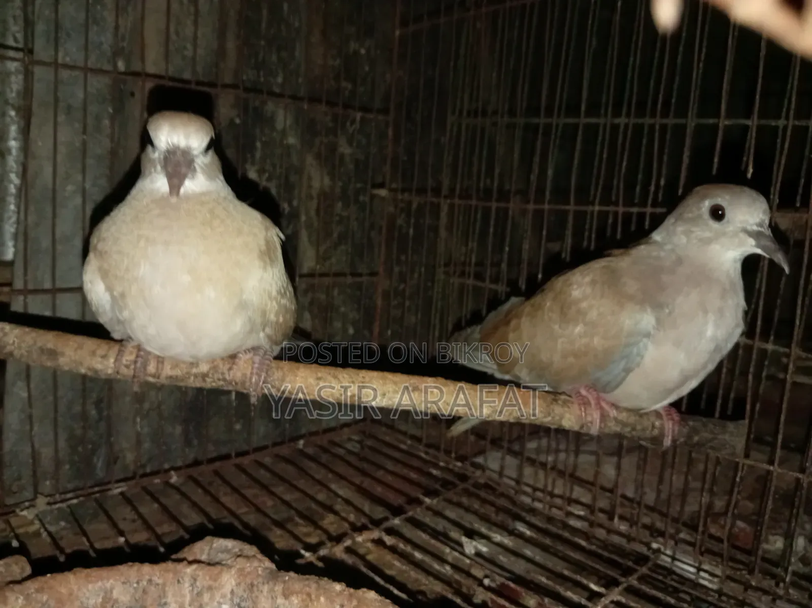Pair of Doves for Sale