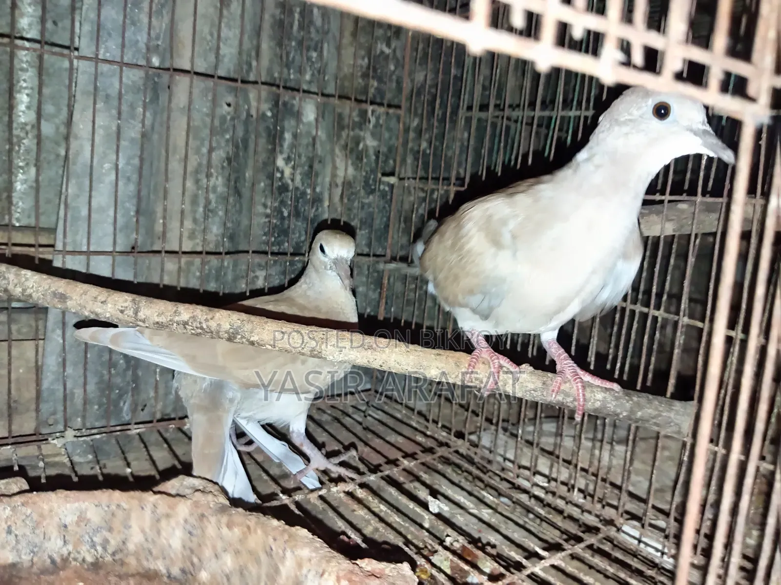Pair of Doves for Sale