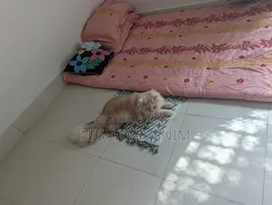বিশুদ্ধ পার্সিয়ান পুরুষ বিড়ালের মেটিং