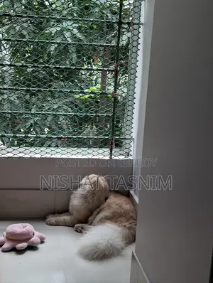 বিশুদ্ধ পার্সিয়ান পুরুষ বিড়ালের মেটিং