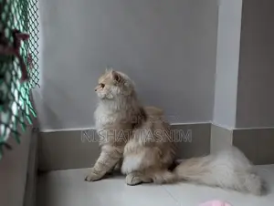 বিশুদ্ধ পার্সিয়ান পুরুষ বিড়ালের মেটিং