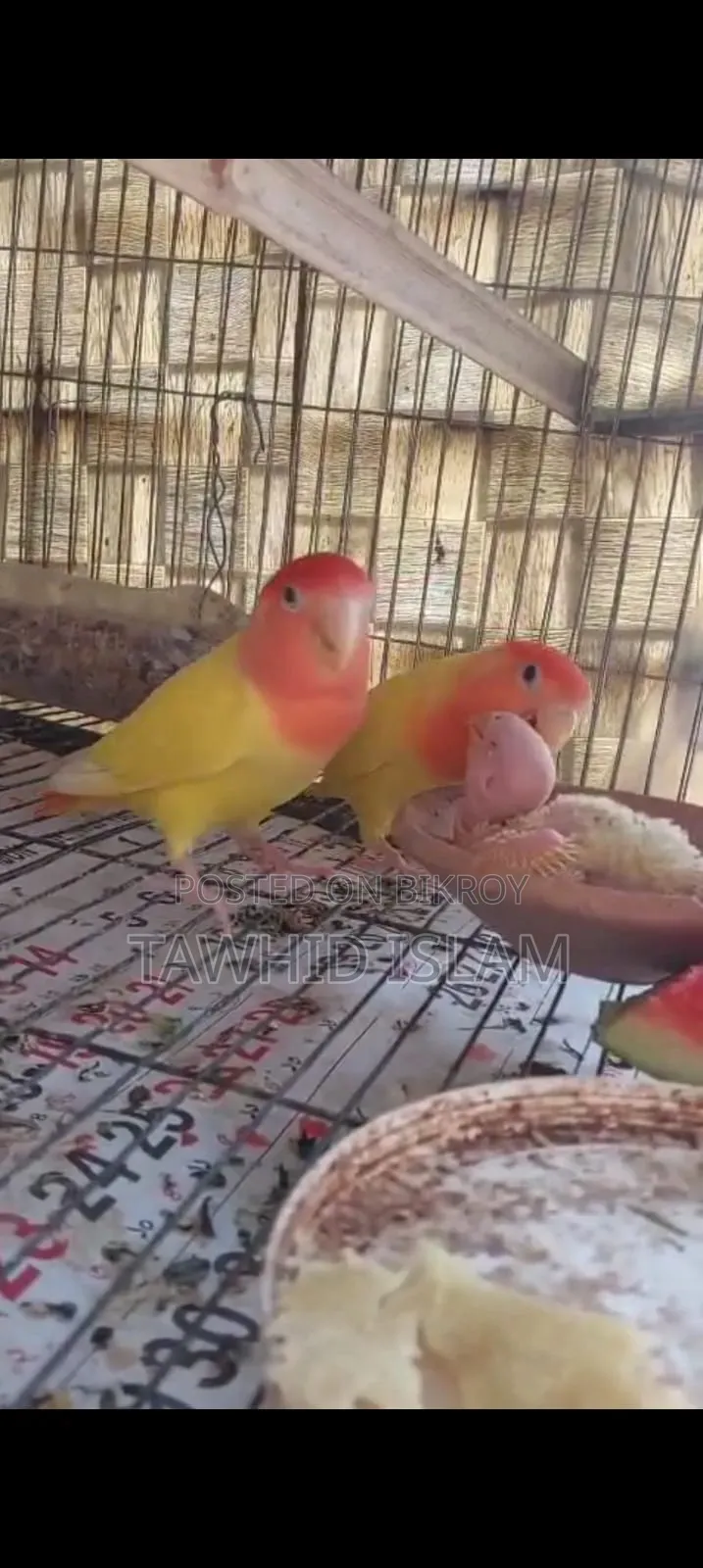 Love Bird (Running)