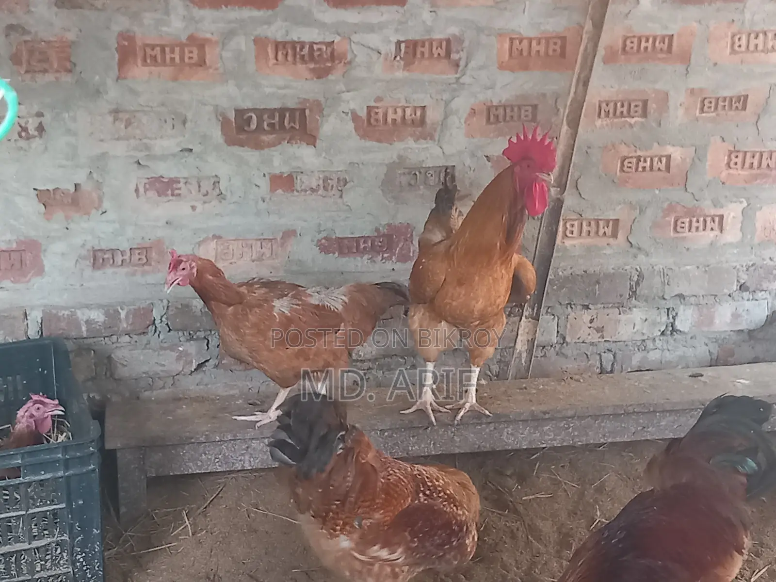 মুরগা বিক্রি করবো