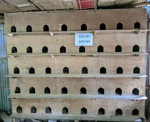 Pigeon Breeding Gallery