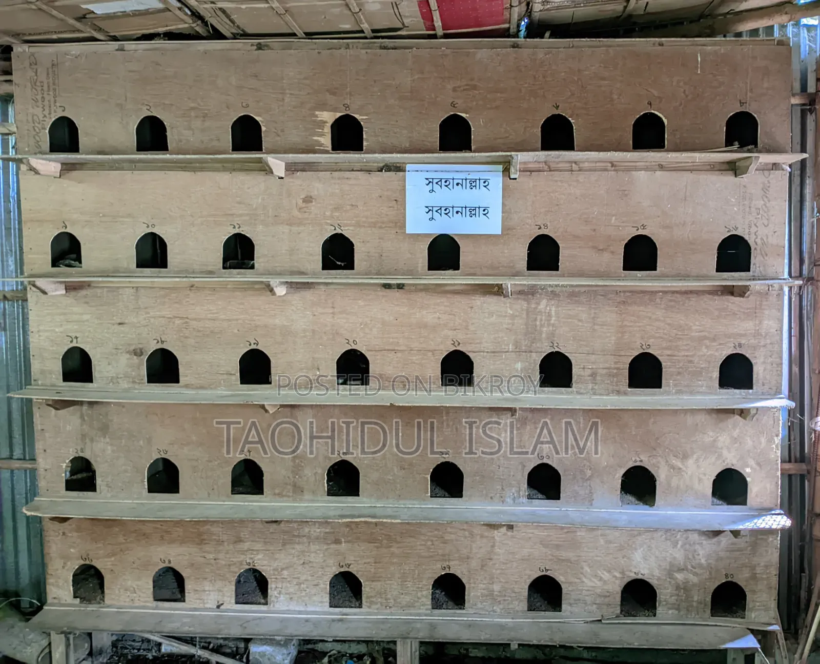 Pigeon Breeding Gallery