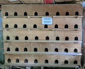 Pigeon Breeding Gallery