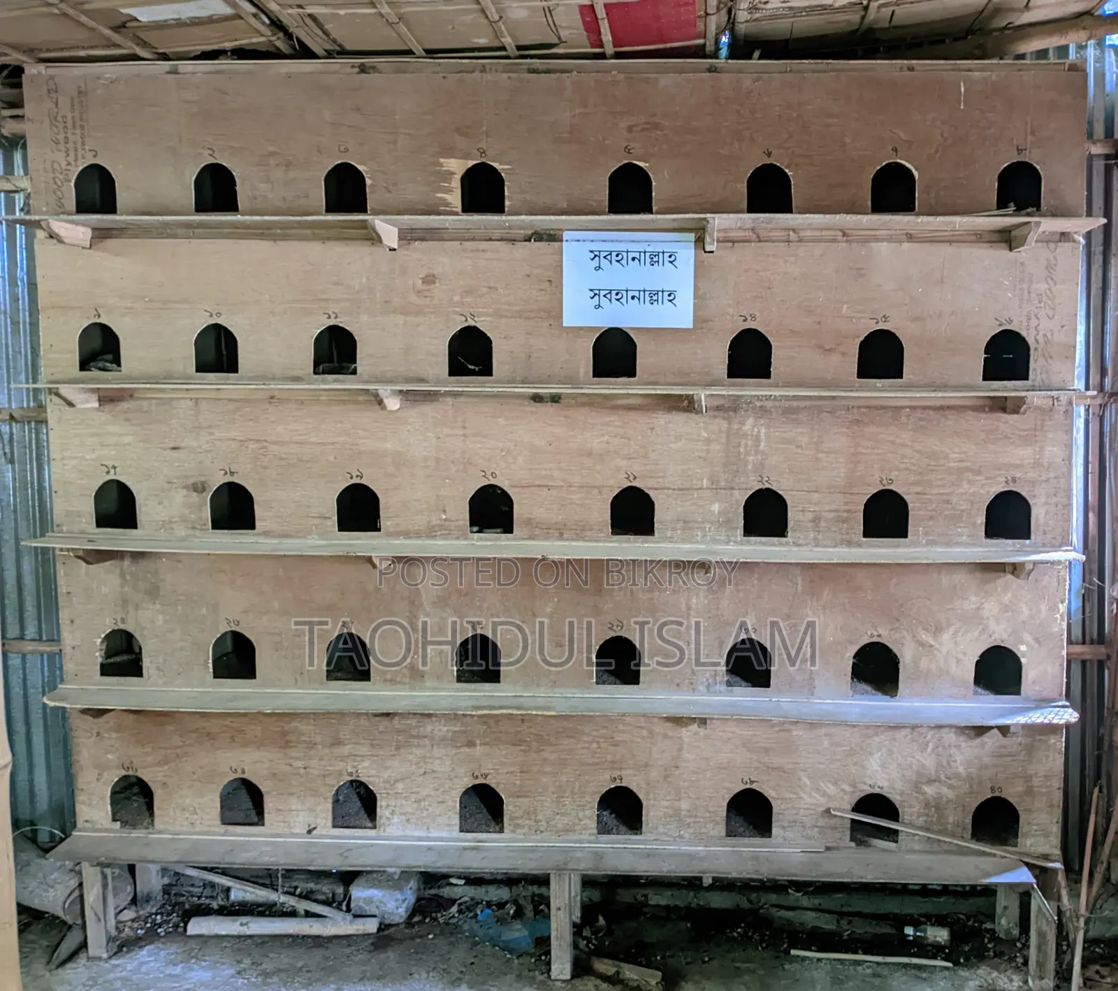 Pigeon Breeding Gallery