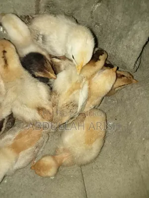 Original Native Chicken Chicks for Sale