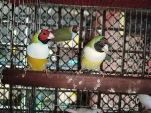 গোল্ডেন প্রিন্স এডাল পেয়ার