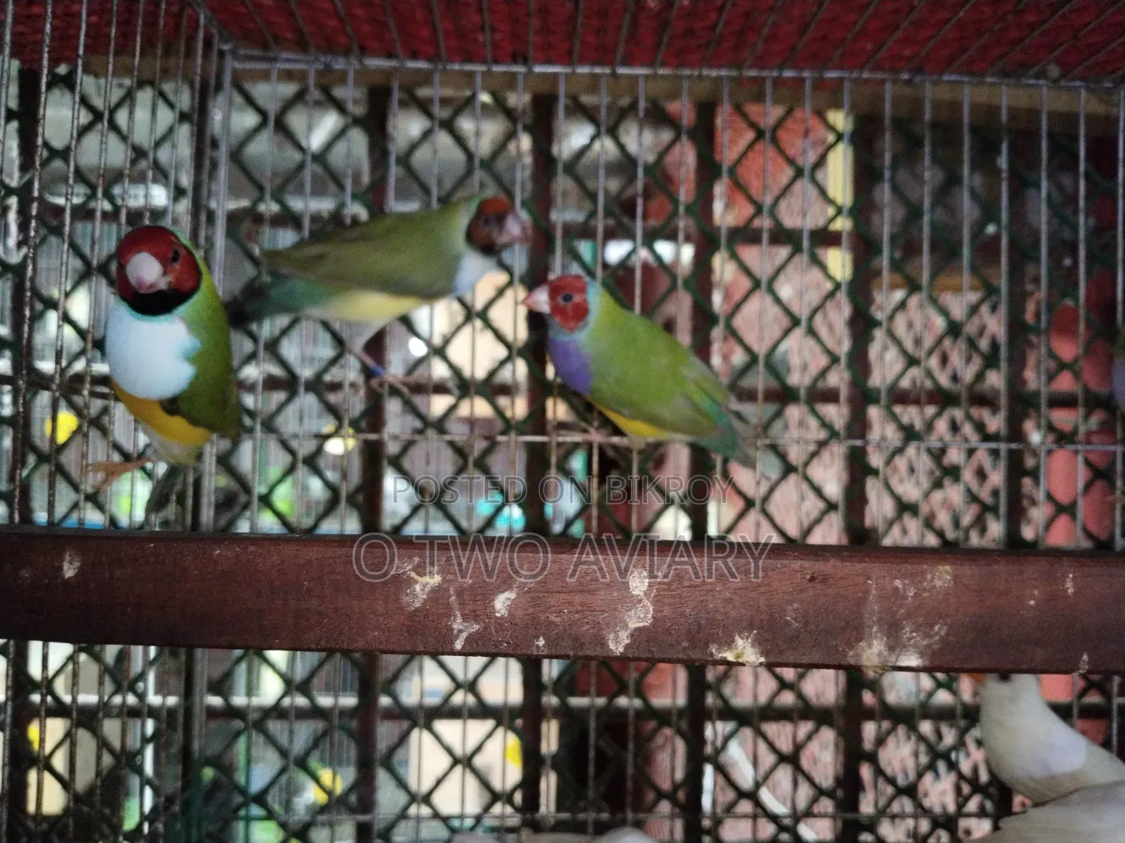 Golden Finch Adult Pair