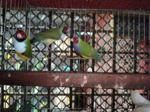 Golden Finch Adult Pair