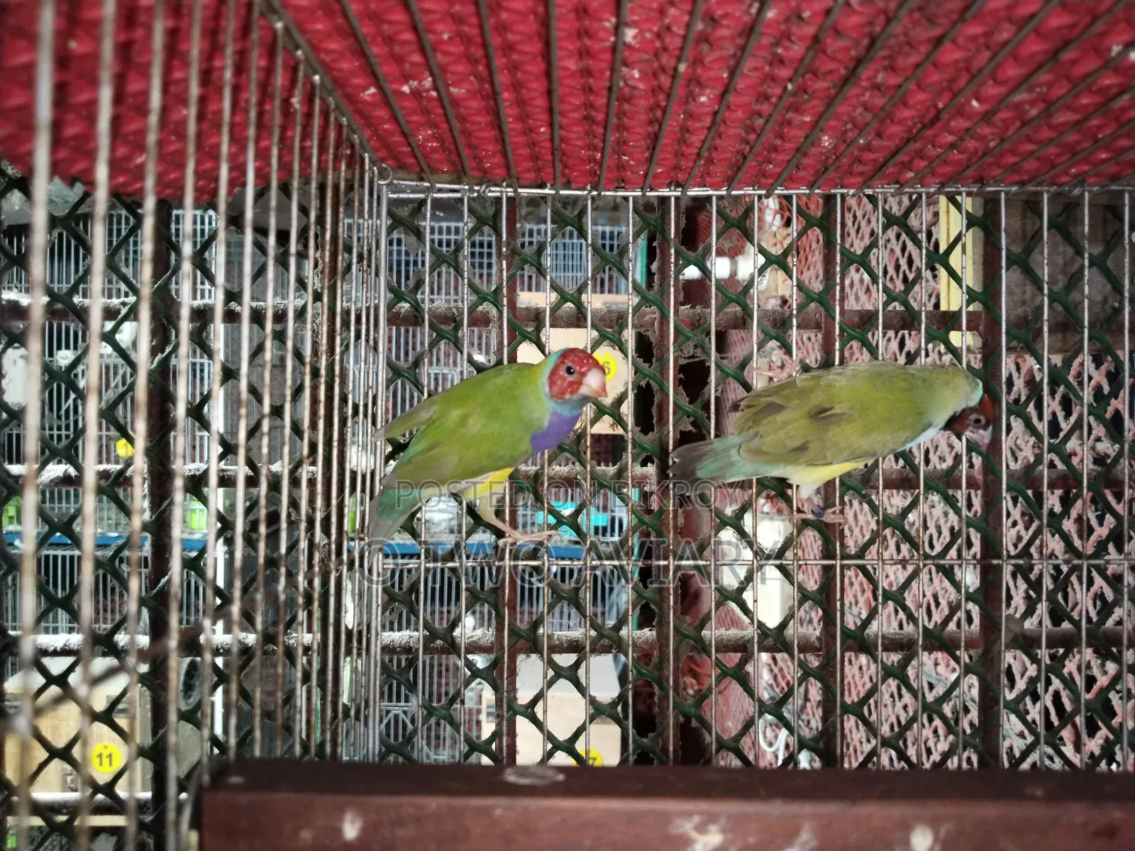 Golden Finch Adult Pair
