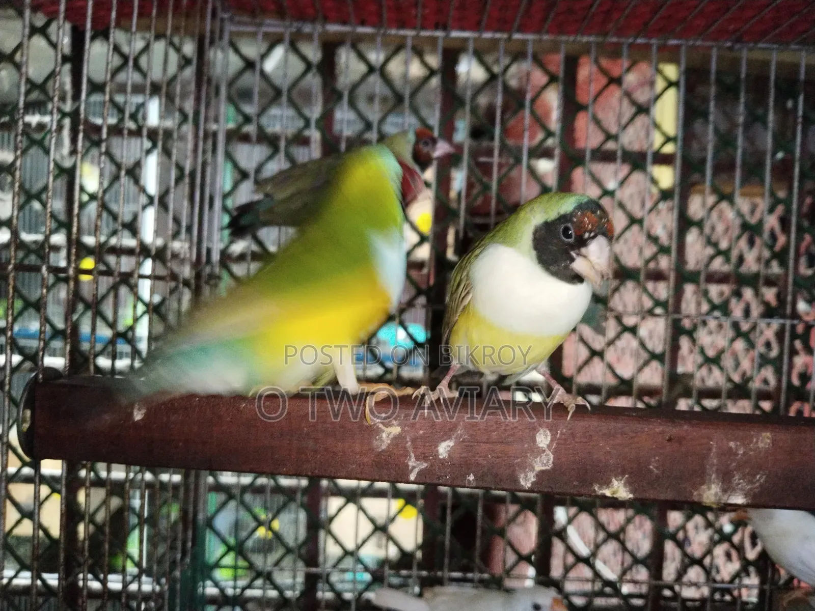 Golden Finch Adult Pair