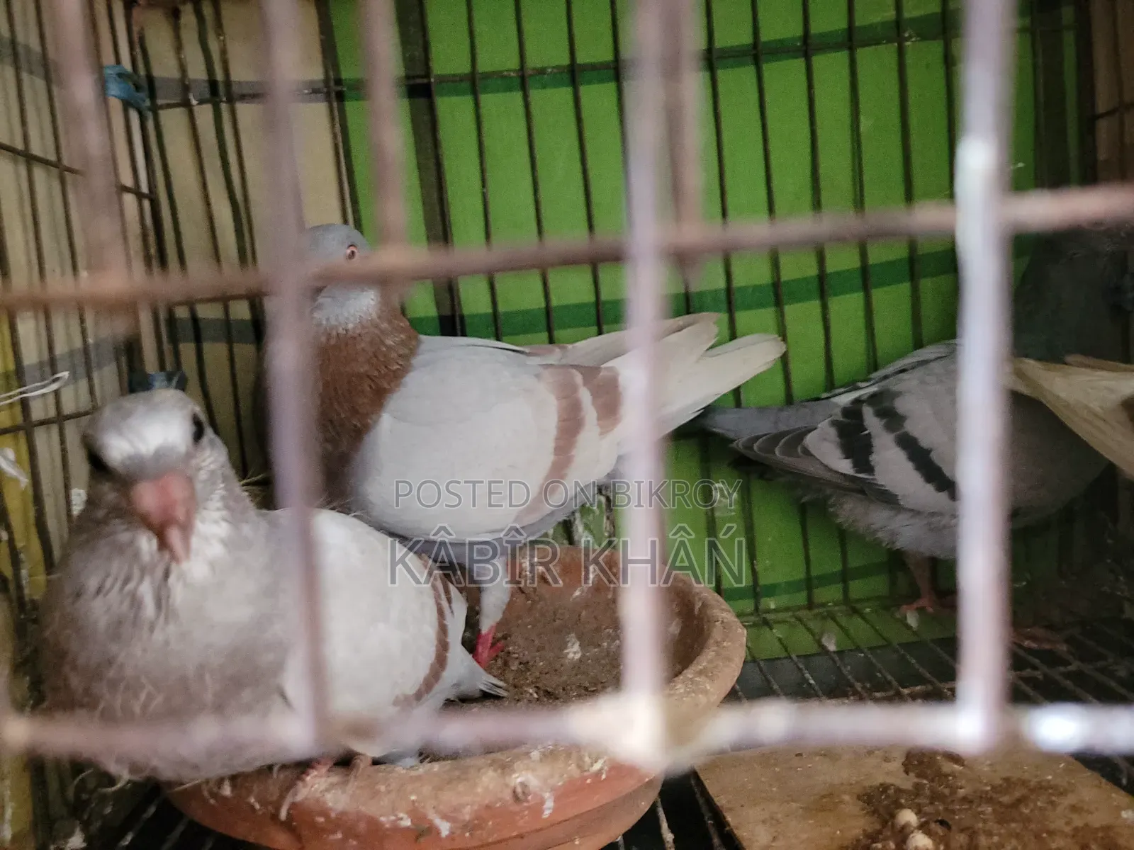 Racer Pigeon