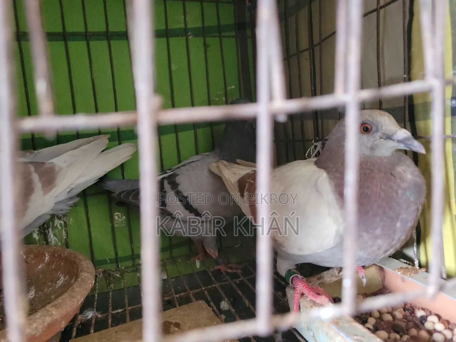 Racer Pigeon