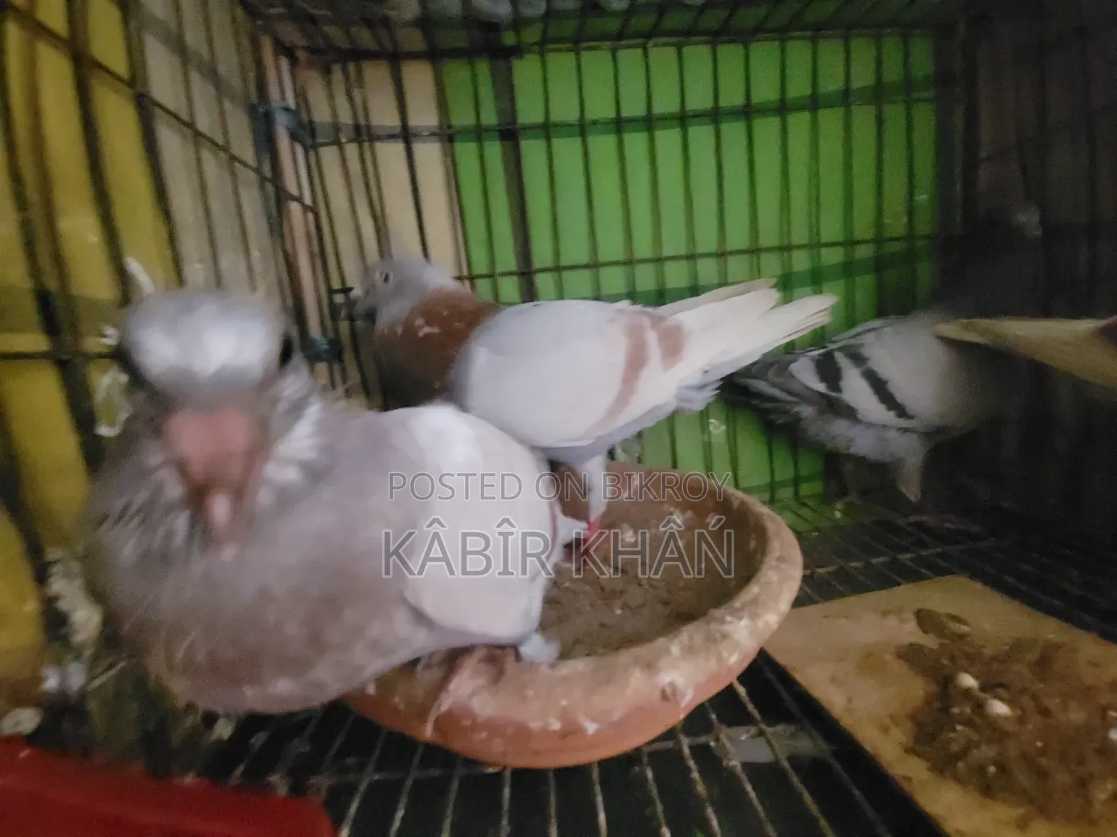 Racer Pigeon