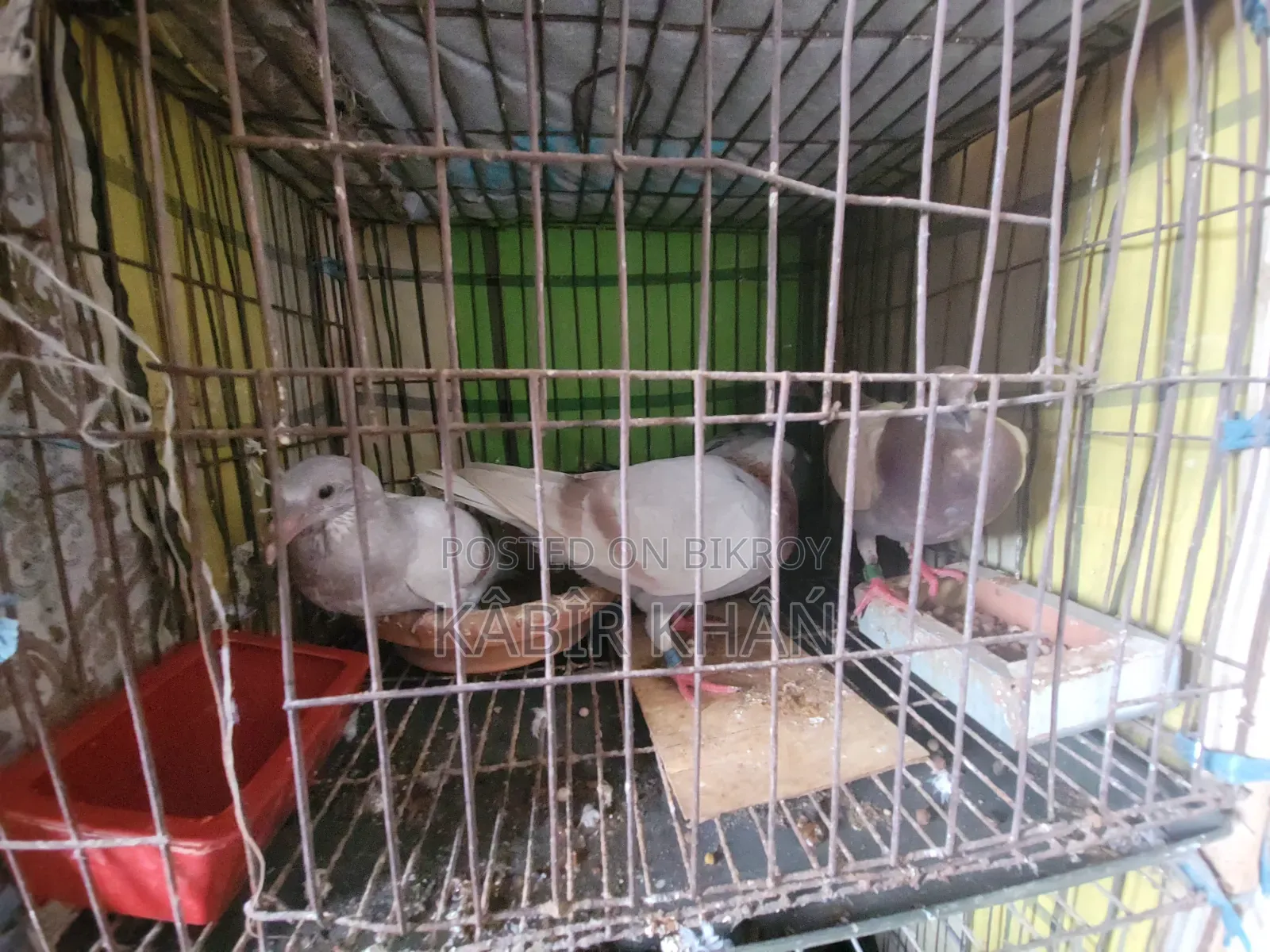 Racer Pigeon