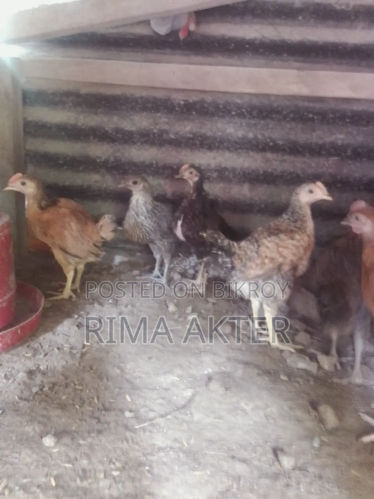 Chicken chicks for sale