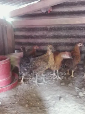 Chicken chicks for sale