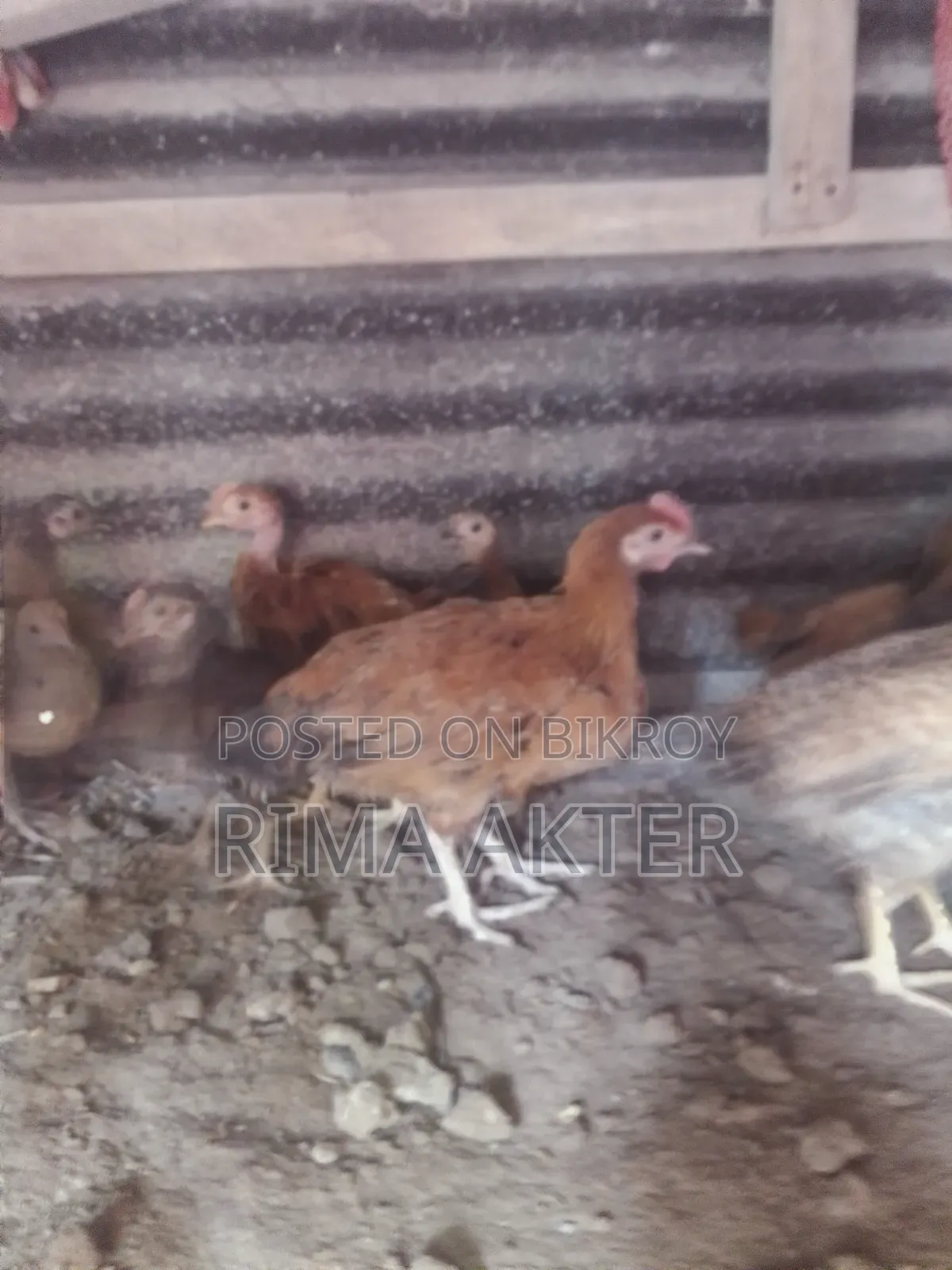 Chicken chicks for sale