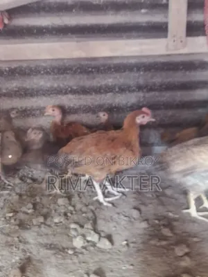 Chicken chicks for sale
