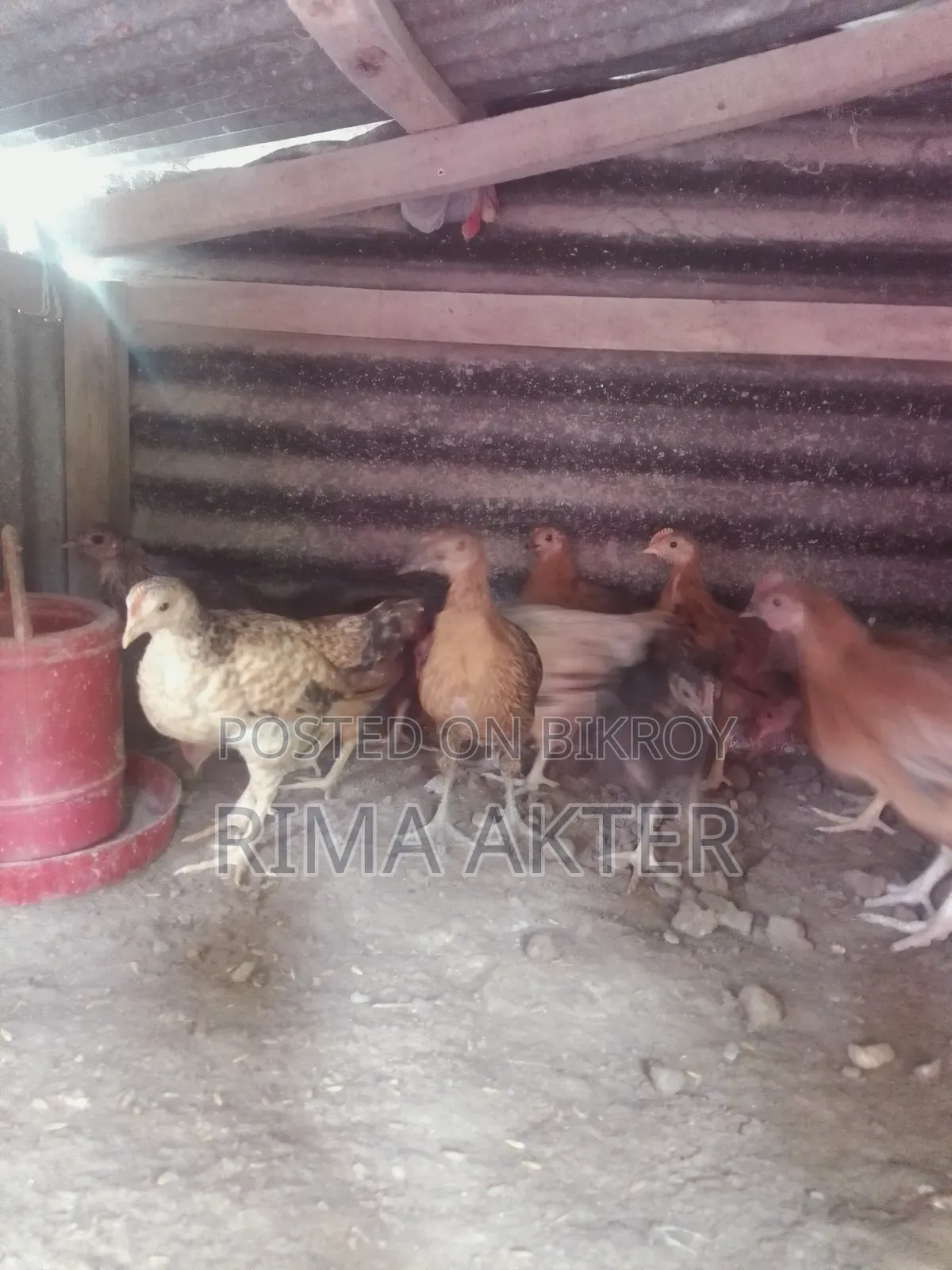 Chicken chicks for sale