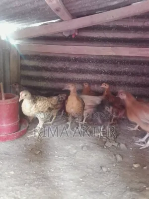 Chicken chicks for sale