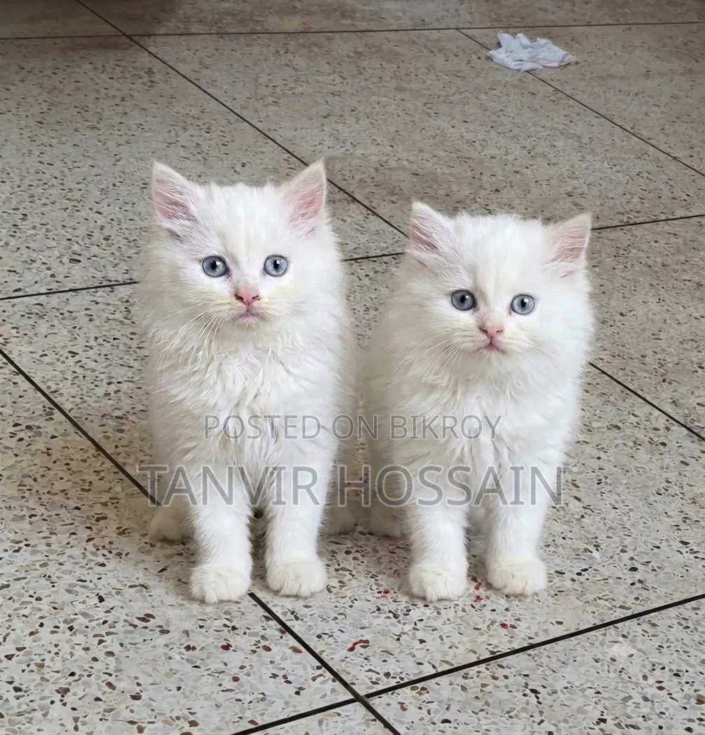 1-3 Months Female Purebred Persian