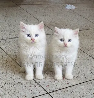 1-3 Months Female Purebred Persian