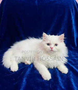 1-3 months Female Purebred Persian