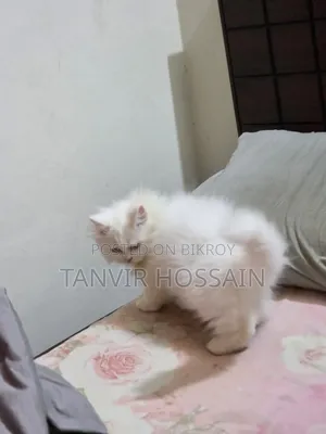 1-3 Months Female Purebred Persian