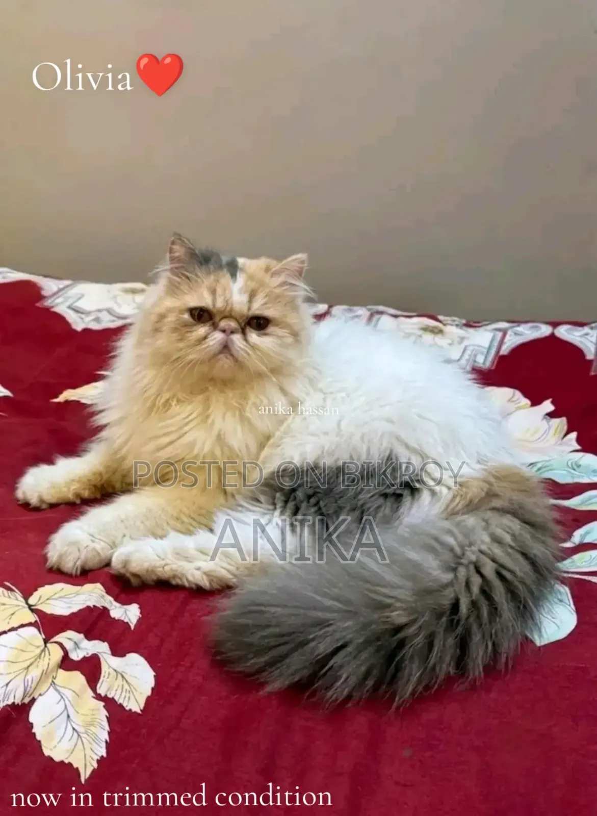 3-6 Months Female Purebred Exotic