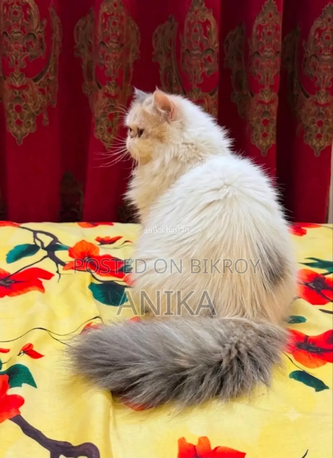 3-6 Months Female Purebred Exotic