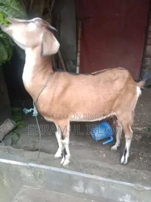 দেশি মা ছাগল