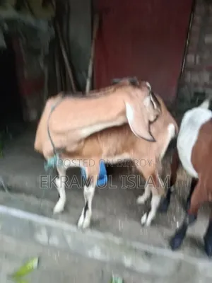 দেশি মা ছাগল
