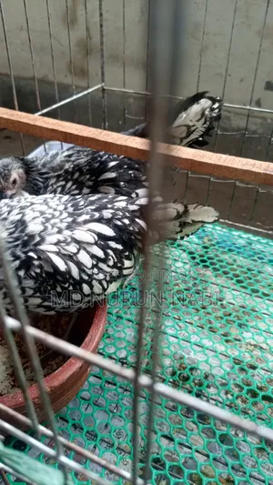 সিলভার সিব্রাইট, জাপানি বেন্টাম