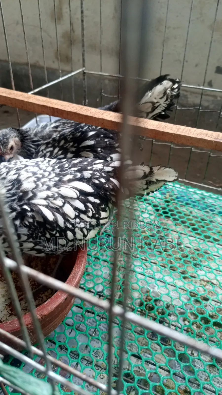 সিলভার সিব্রাইট, জাপানি বেন্টাম