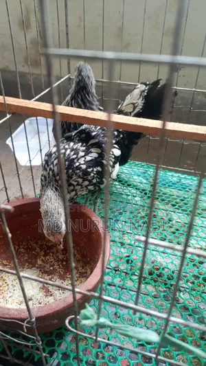 সিলভার সিব্রাইট, জাপানি বেন্টাম