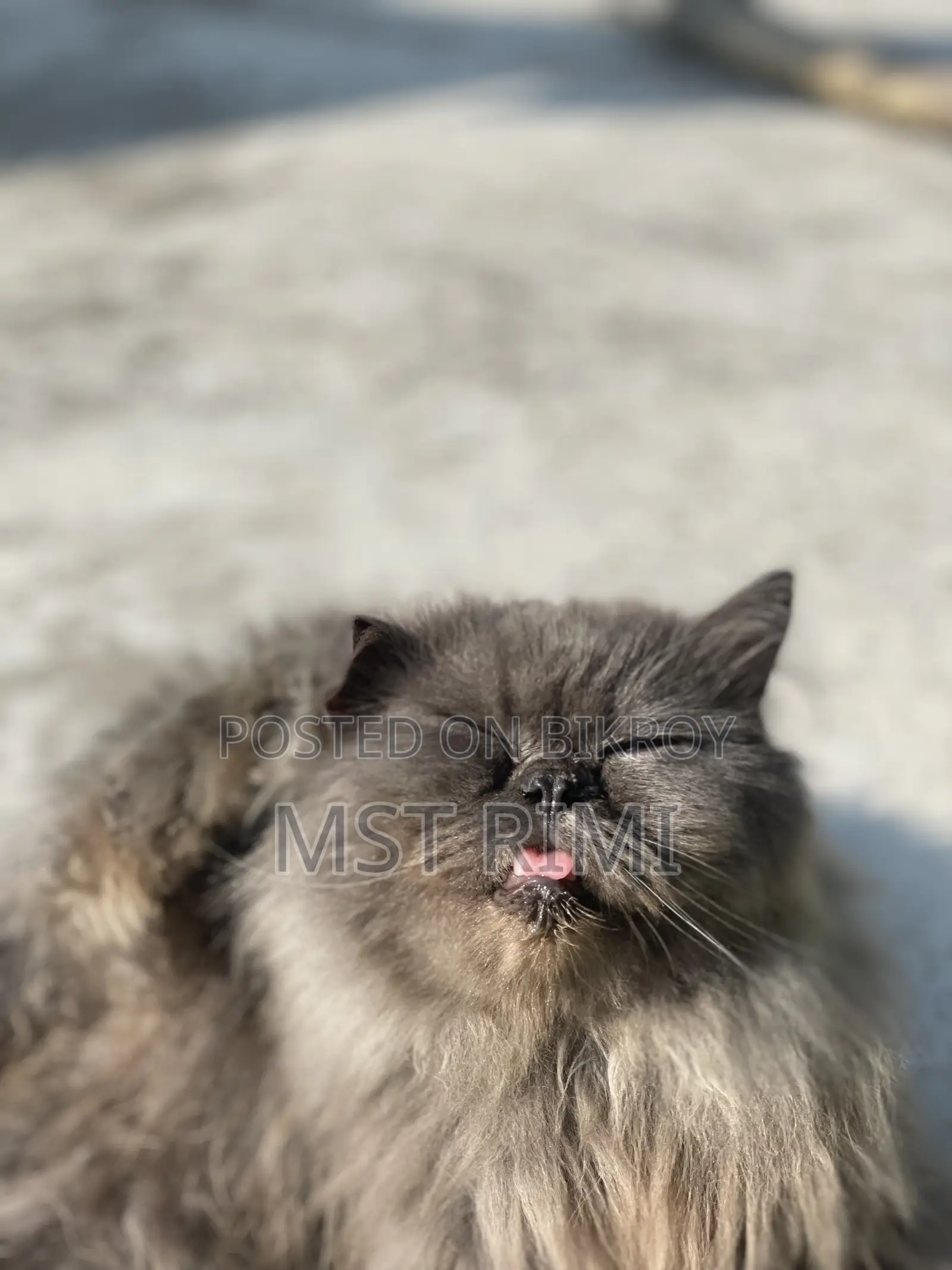 6-12 months Male Purebred Turkish Angora