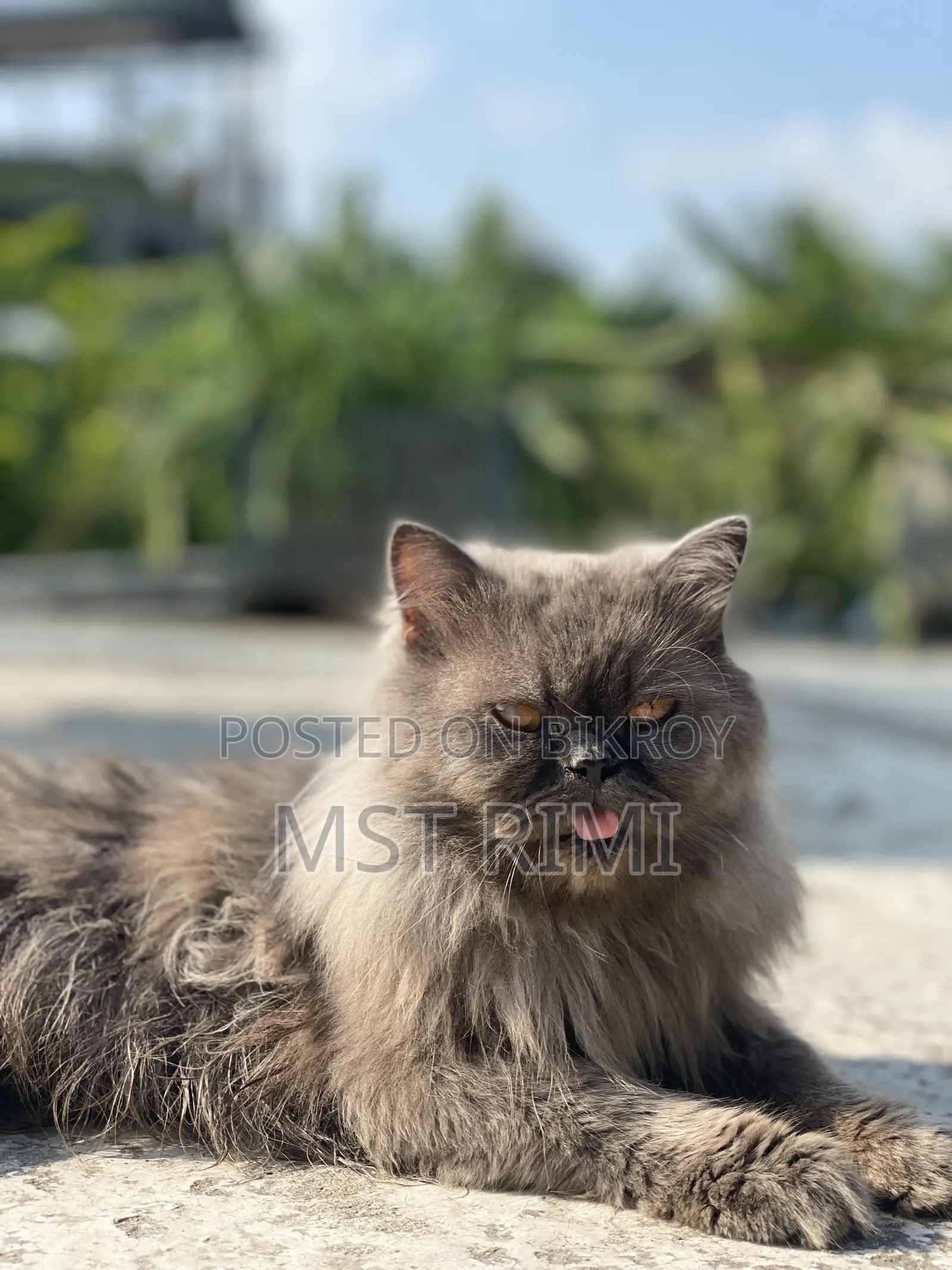 6-12 months Male Purebred Turkish Angora