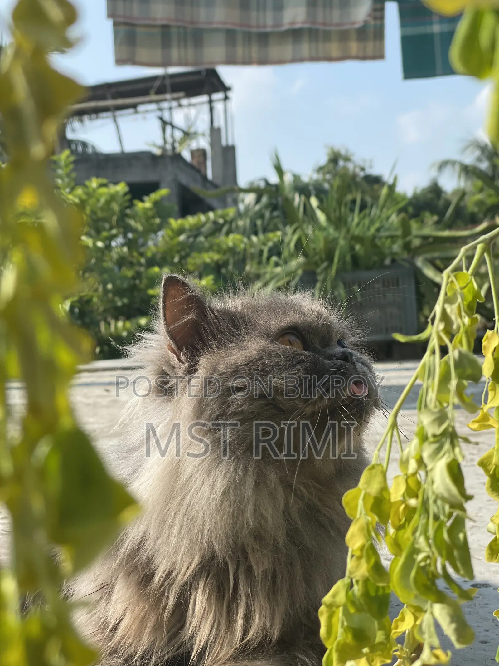 6-12 months Male Purebred Turkish Angora