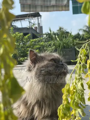 6-12 months Male Purebred Turkish Angora