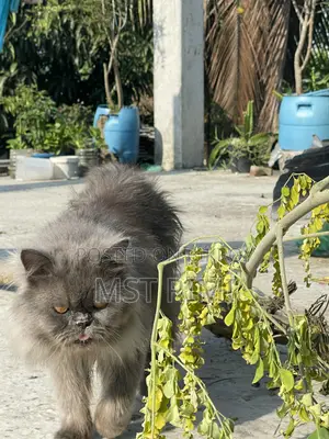 6-12 months Male Purebred Turkish Angora