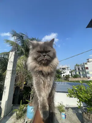 6-12 months Male Purebred Turkish Angora