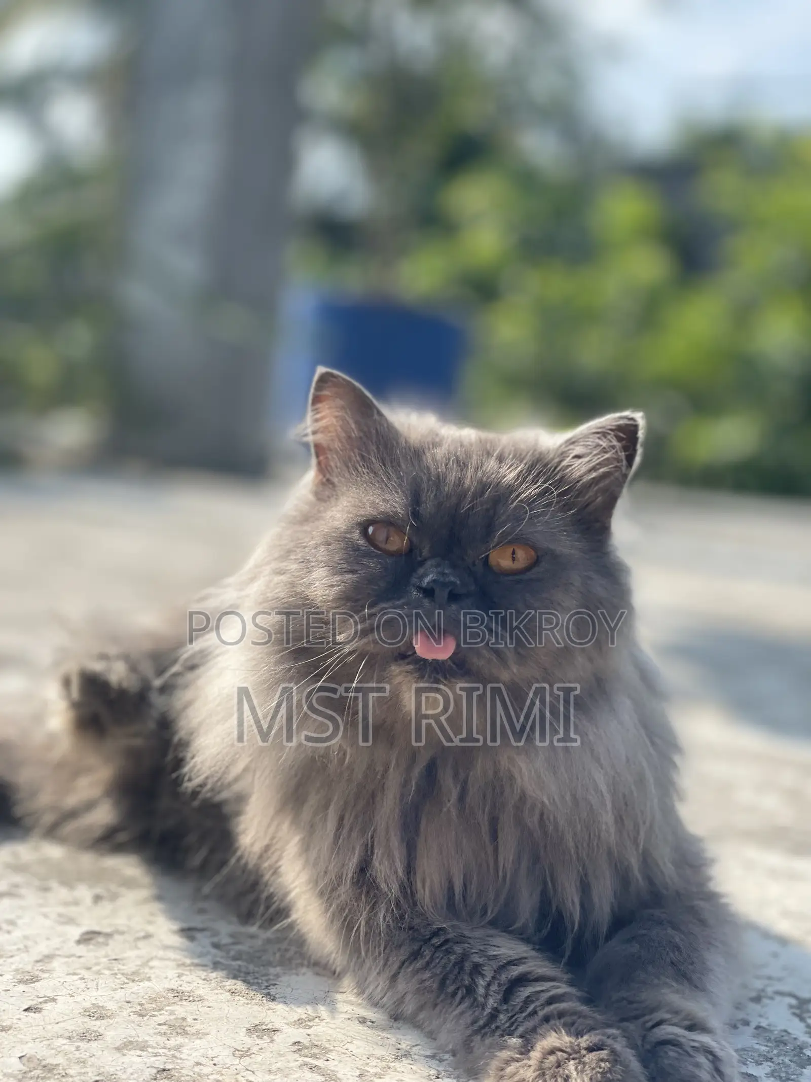 6-12 months Male Purebred Turkish Angora