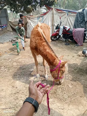 A horse will be sold