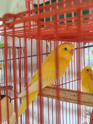 Lutiono Red Eye Male and Jp Male for Sell