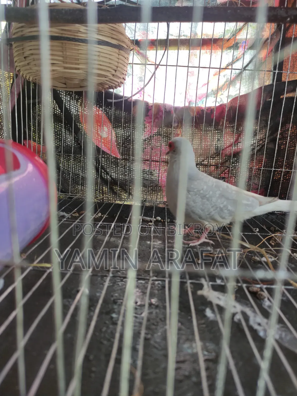 Diamond Dove Running Pair