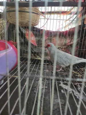 Diamond Dove Running Pair