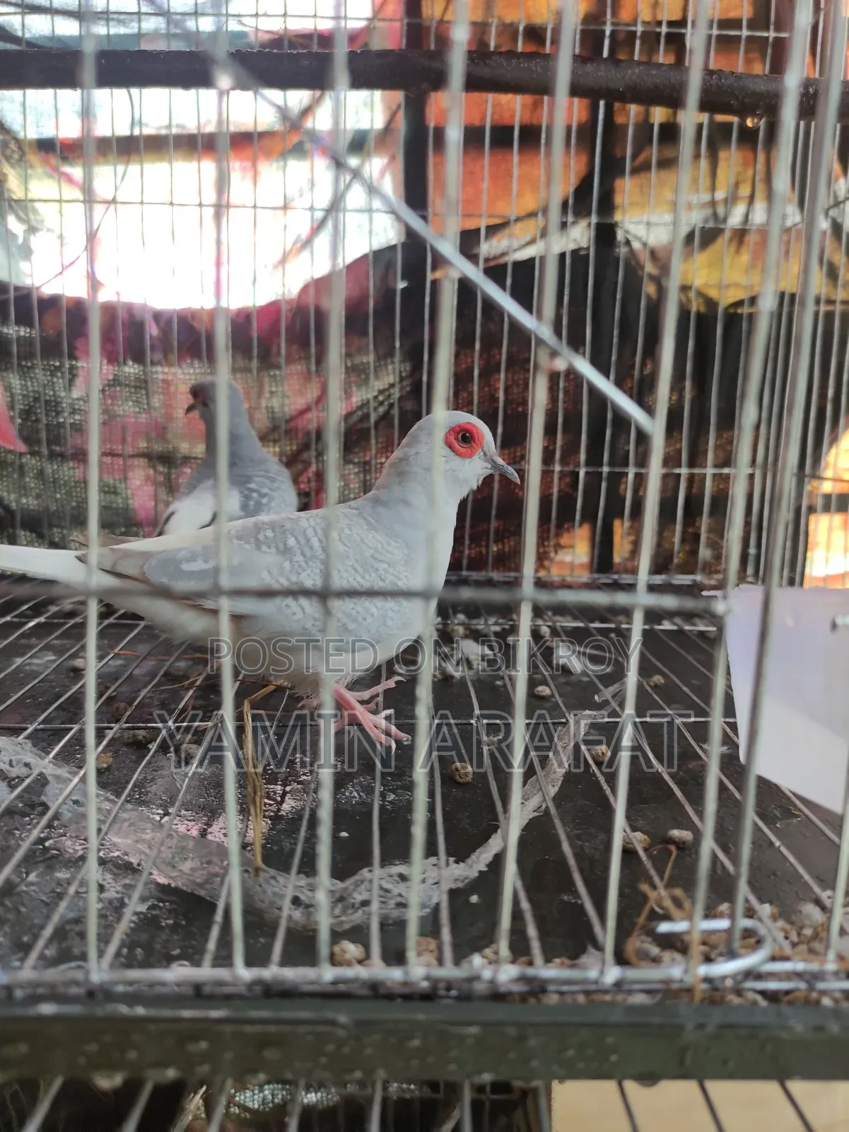 Diamond Dove Running Pair